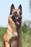 MALINOIS 819